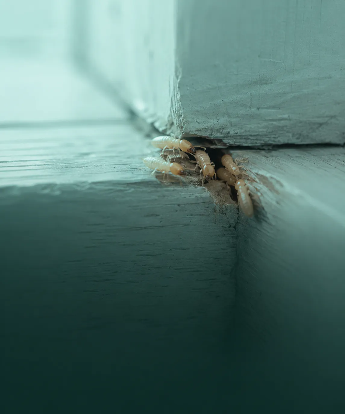 Termite workers