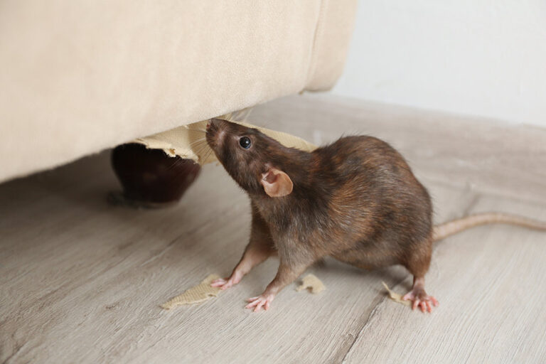 Say Goodbye to Rodents with Muna Noor’s Expert Rodent Control Services