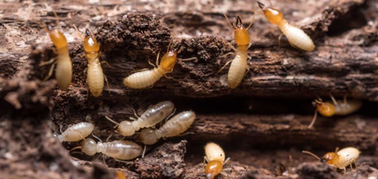 Don’t Let Termites Destroy Your Home